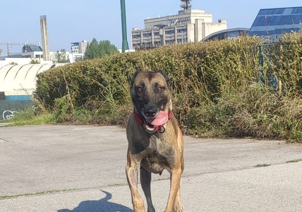 Inka – Malinois in Not Happy End