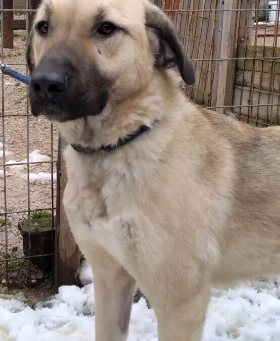 Poppy- eine junge Kangal Mix  Dame