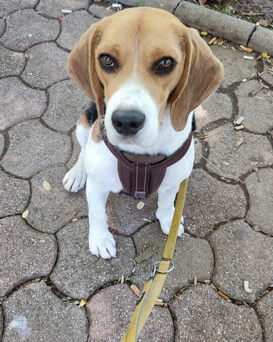 Srecko – Beagle Second Hand -happy End –